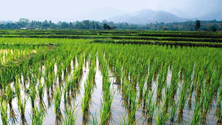 Rice field