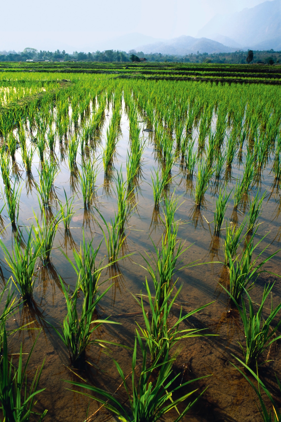 Rice field