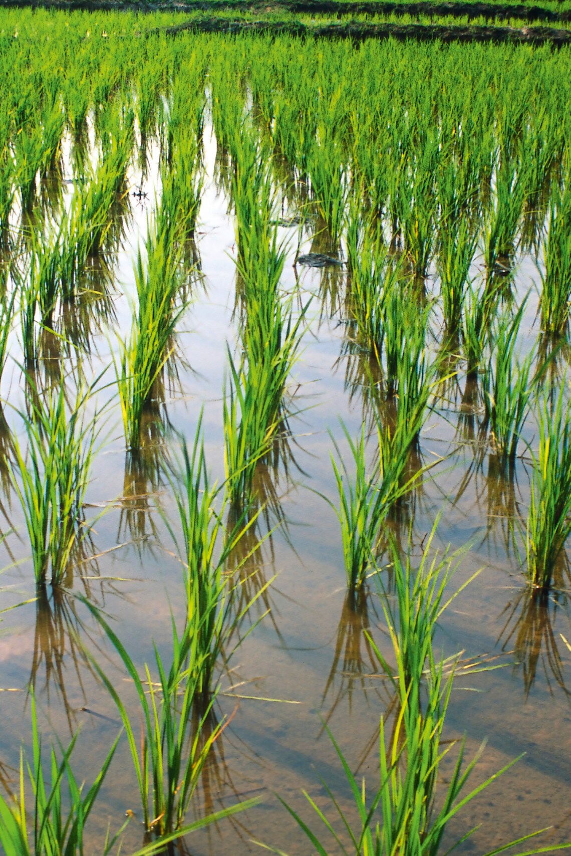Rice field